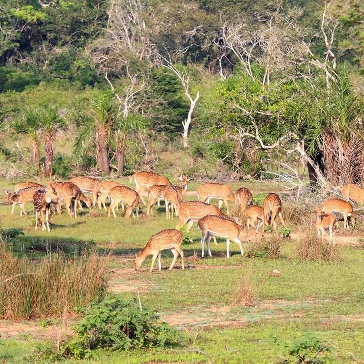 Deers in Wilpattu